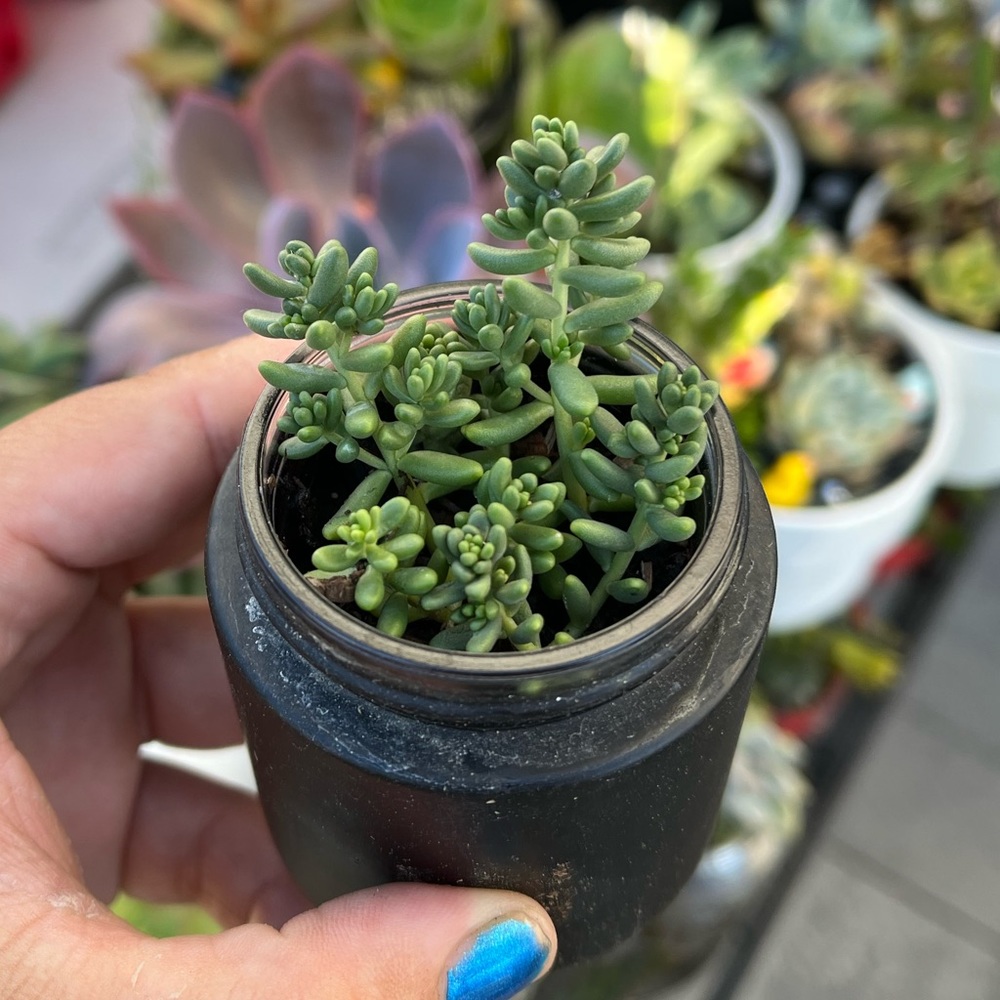 Mini succulent with sedums